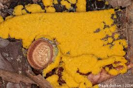 Attēlu rezultāti vaicājumam “Physarum virescens”