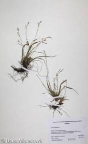 Attēlu rezultāti vaicājumam “Carex digitata fruit”