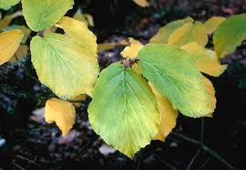 Attēlu rezultāti vaicājumam “Hamamelis mollis”