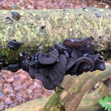 Attēlu rezultāti vaicājumam “Exidia truncata”