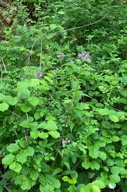 Attēlu rezultāti vaicājumam “Hesperis matronalis bud”
