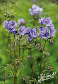 Attēlu rezultāti vaicājumam “Polemonium caeruleum bud”
