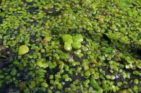 Attēlu rezultāti vaicājumam “Lemna gibba”