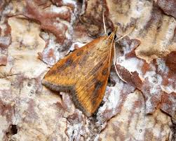 Attēlu rezultāti vaicājumam “Mollisia uda”