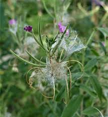 Image result for Weidenröschen