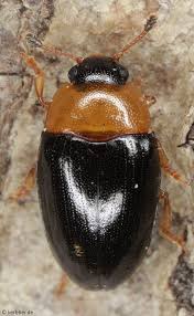 Attēlu rezultāti vaicājumam “Triplax aenea”