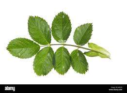 Attēlu rezultāti vaicājumam “Rosa subcanina leaf”