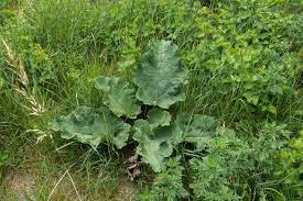 Attēlu rezultāti vaicājumam “Arctium lappa leaf”