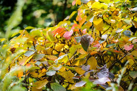 Attēlu rezultāti vaicājumam “Fothergilla major”
