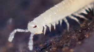 Image result for Beddau