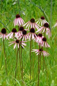 Image result for Echinacea purpurea
