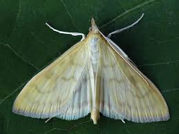 Attēlu rezultāti vaicājumam “Paratalanta hyalinalis”