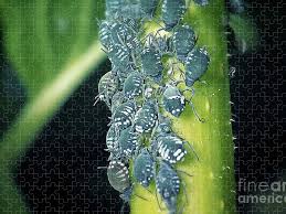 Attēlu rezultāti vaicājumam “Aphis fabae”