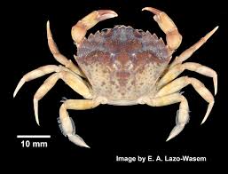 Image result for Carcinus maenas