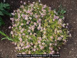 Image result for Coreopsis