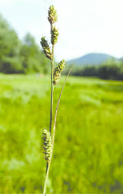 Attēlu rezultāti vaicājumam “Carex hartmanii”