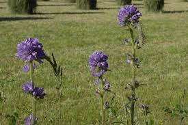Attēlu rezultāti vaicājumam “Campanula cervicaria”
