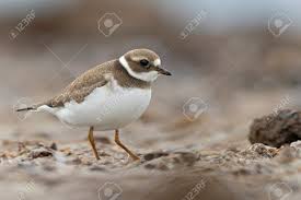Attēlu rezultāti vaicājumam “Charadrius hiaticula adult”