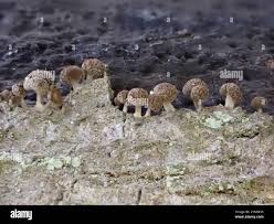 Attēlu rezultāti vaicājumam “Phleogena faginea young”