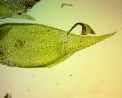 Attēlu rezultāti vaicājumam “Platygyrium repens”