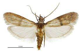 Attēlu rezultāti vaicājumam “Plodia interpunctella”