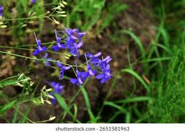 Attēlu rezultāti vaicājumam “Consolida regalis leaf”