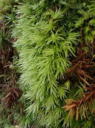 Attēlu rezultāti vaicājumam “Leucobryum juniperoideum”