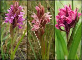 Attēlu rezultāti vaicājumam “Dactylorhiza cruenta flower”