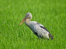 Attēlu rezultāti vaicājumam “Ciconiiformes”