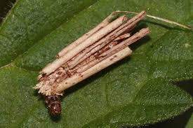 Attēlu rezultāti vaicājumam “Psyche casta”