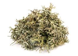 Attēlu rezultāti vaicājumam “Cetraria islandica”