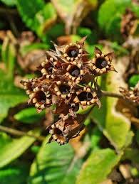 Image result for Himmelschlüssel