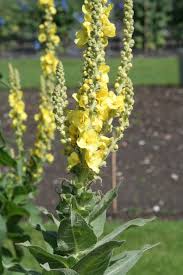 Image result for Verbascum densiflorum