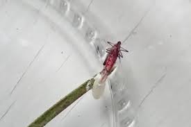 Attēlu rezultāti vaicājumam “Cecidomyiidae”