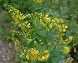 Attēlu rezultāti vaicājumam “Melilotus officinalis leaf”
