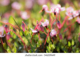 Attēlu rezultāti vaicājumam “Oxycoccus flower”