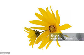 Attēlu rezultāti vaicājumam “Tragopogon heterospermus leaf”