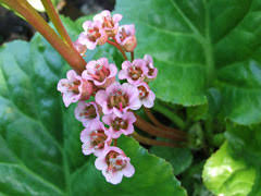Attēlu rezultāti vaicājumam “Bergenia crassifolia”