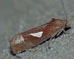 Attēlu rezultāti vaicājumam “Epiblema foenella”