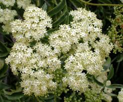 Attēlu rezultāti vaicājumam “Sambucus nigra flower”