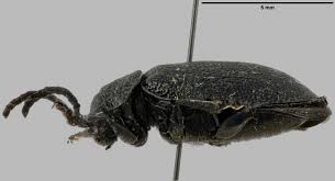 Attēlu rezultāti vaicājumam “Galeruca tanaceti”