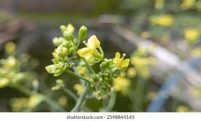 Attēlu rezultāti vaicājumam “Lysimachia thyrsiflora bud”