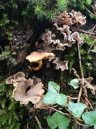 Attēlu rezultāti vaicājumam “Pseudocraterellus”