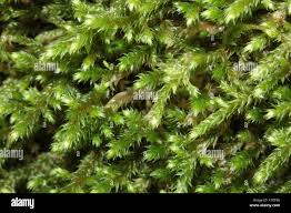 Attēlu rezultāti vaicājumam “Antitrichia curtipendula macro”