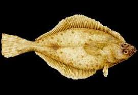 Image result for Parophrys vetulus