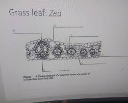 Attēlu rezultāti vaicājumam “Zea mays leaf”
