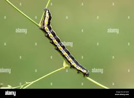 Attēlu rezultāti vaicājumam “Cucullia lucifuga”