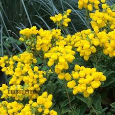 Image result for Calceolaria integrifolia