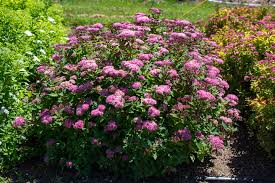 Attēlu rezultāti vaicājumam “Spiraea”