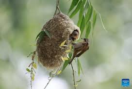 Attēlu rezultāti vaicājumam “Remiz pendulinus nest”